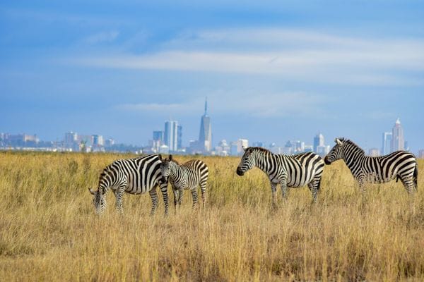 A Unique Wildlife Oasis Amidst the Cityscape