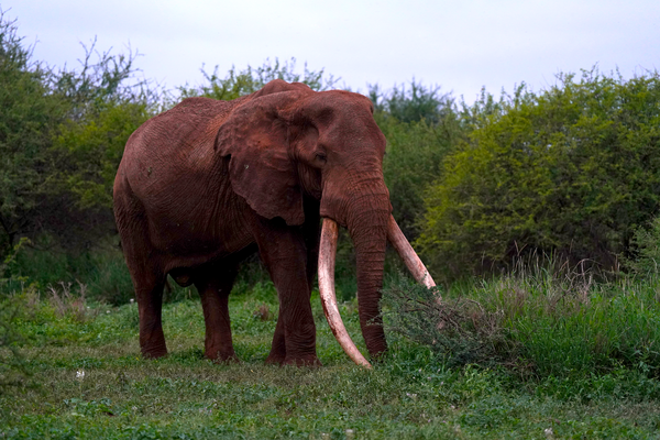 See the Big Tuskers of Amboseli