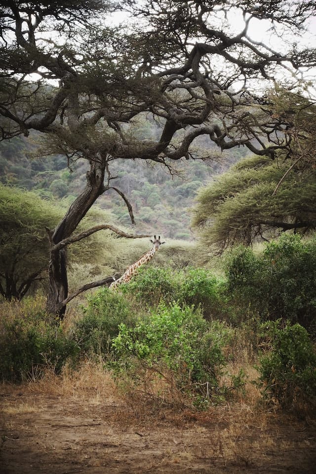 Safaris in Lake Manyara, Tanzania